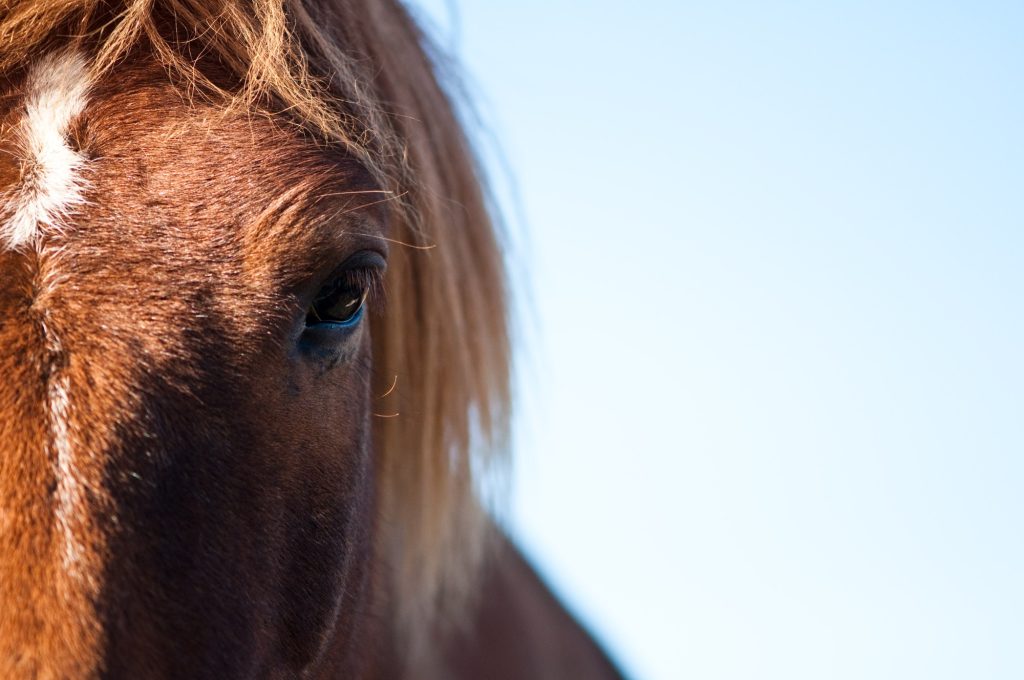 eye of a horse
