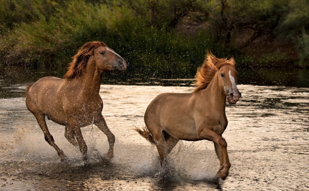 Running wild