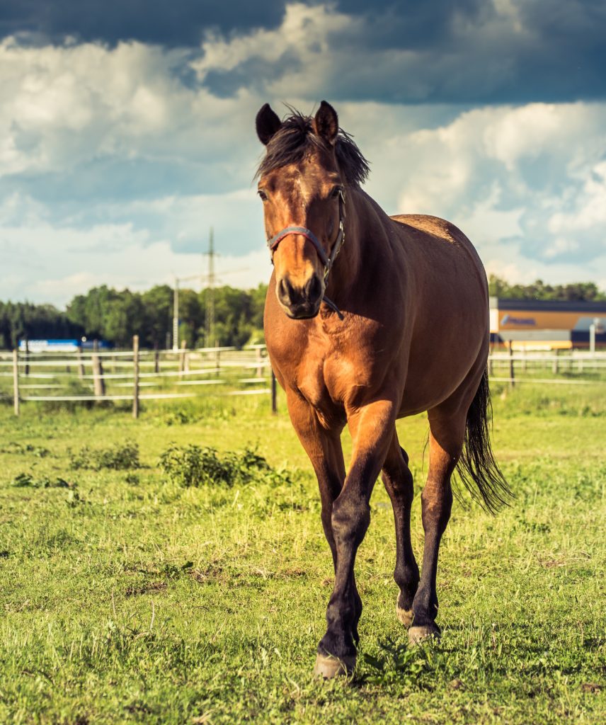 Walking Horse